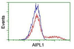 Flow Cytometry: AIPL1 Antibody (3B4) [NBP2-01327] - HEK293T cells transfected with either overexpression plasmid (Red) or empty vector control plasmid (Blue) were immunostained by anti-AIPL1 antibody, and then analyzed by flow cytometry.