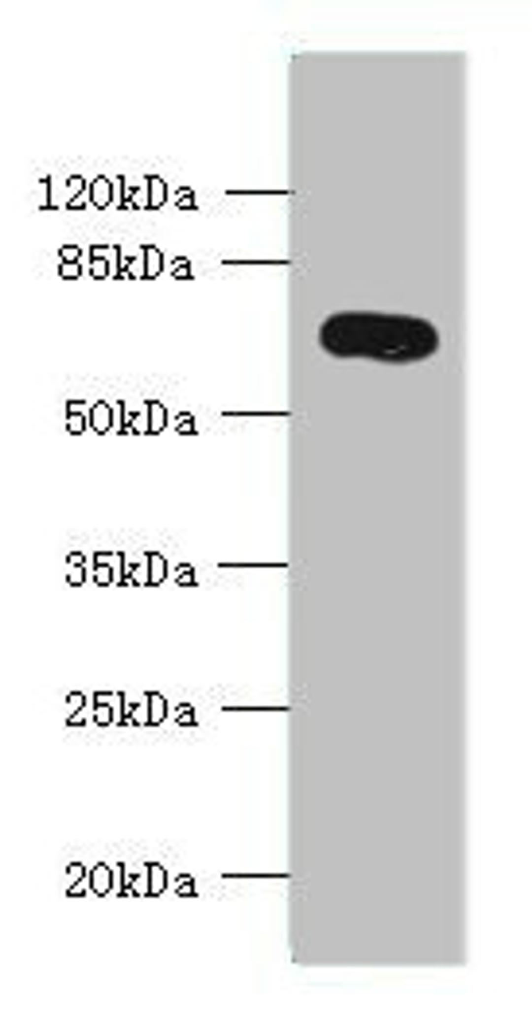 Western blot. All lanes: KCNS2 antibody at 4ug/ml + Mouse eye tissue. Secondary. Goat polyclonal to rabbit IgG at 1/10000 dilution. Predicted band size: 54 kDa. Observed band size: 54 kDa. 