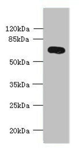 Western blot. All lanes: KCNS2 antibody at 4ug/ml + Mouse eye tissue. Secondary. Goat polyclonal to rabbit IgG at 1/10000 dilution. Predicted band size: 54 kDa. Observed band size: 54 kDa. 