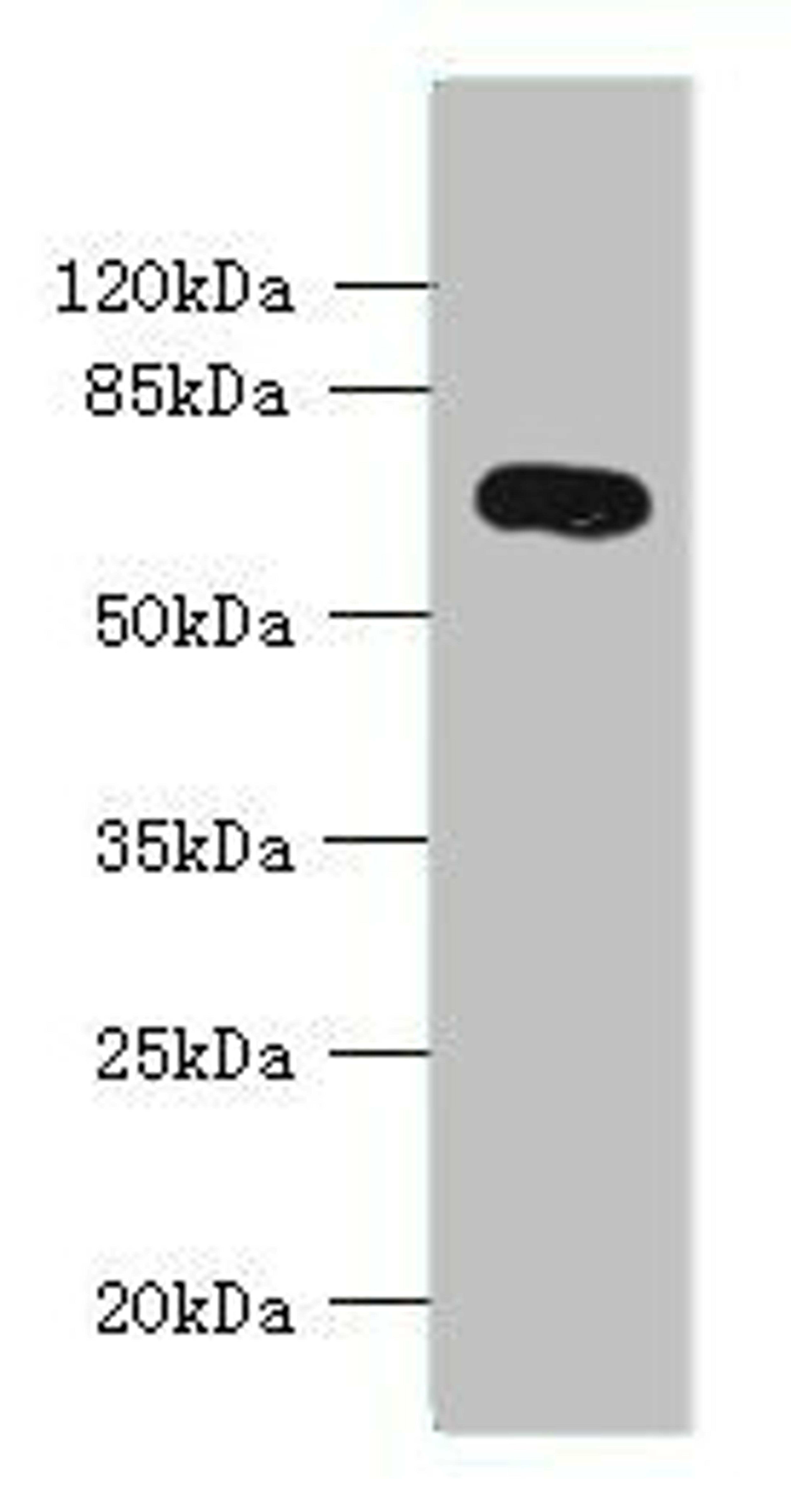 Western blot. All lanes: KCNS2 antibody at 4ug/ml + Mouse eye tissue. Secondary. Goat polyclonal to rabbit IgG at 1/10000 dilution. Predicted band size: 54 kDa. Observed band size: 54 kDa.