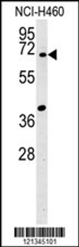 Western blot analysis in NCI-H460 cell line lysates (15ug/lane).