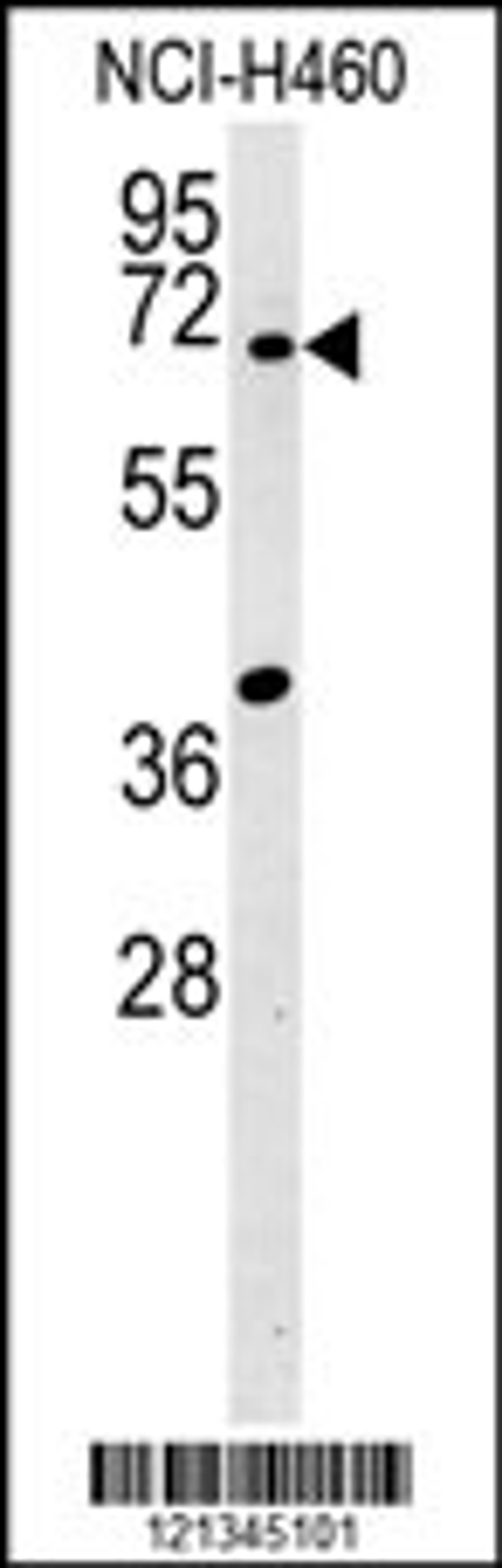 Western blot analysis in NCI-H460 cell line lysates (15ug/lane).