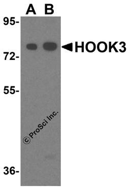 Western blot analysis of HOOK3 in mouse brain tissue lysate with HOOK3 antibody at 1 μg/ml.