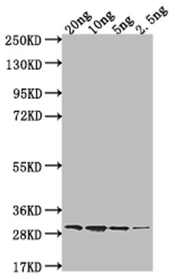 Western Blot. Positive WB detected in Recombinant protein. All lanes: ftnA antibody at 1:2000. Secondary. Goat polyclonal to rabbit IgG at 1/50000 dilution. Predicted band size: 24.8 kDa. Observed band size: 30 kDa. 
