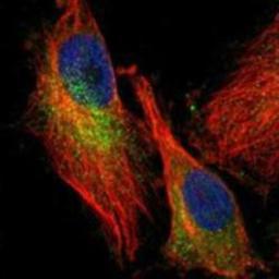 Immunocytochemistry/Immunofluorescence: APOA4 Antibody [NBP1-86164] - Staining of human cell line U-251MG shows positivity in cytoplasm.