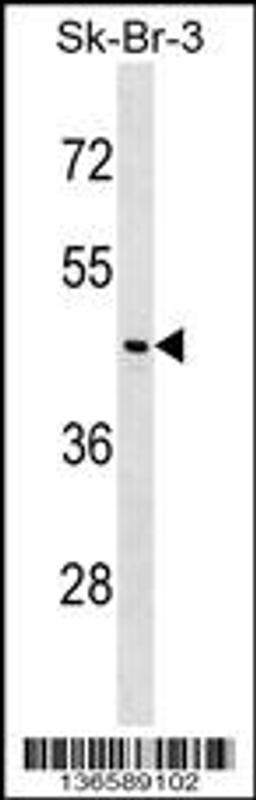 Western blot analysis in SK-BR-3 cell line lysates (35ug/lane).