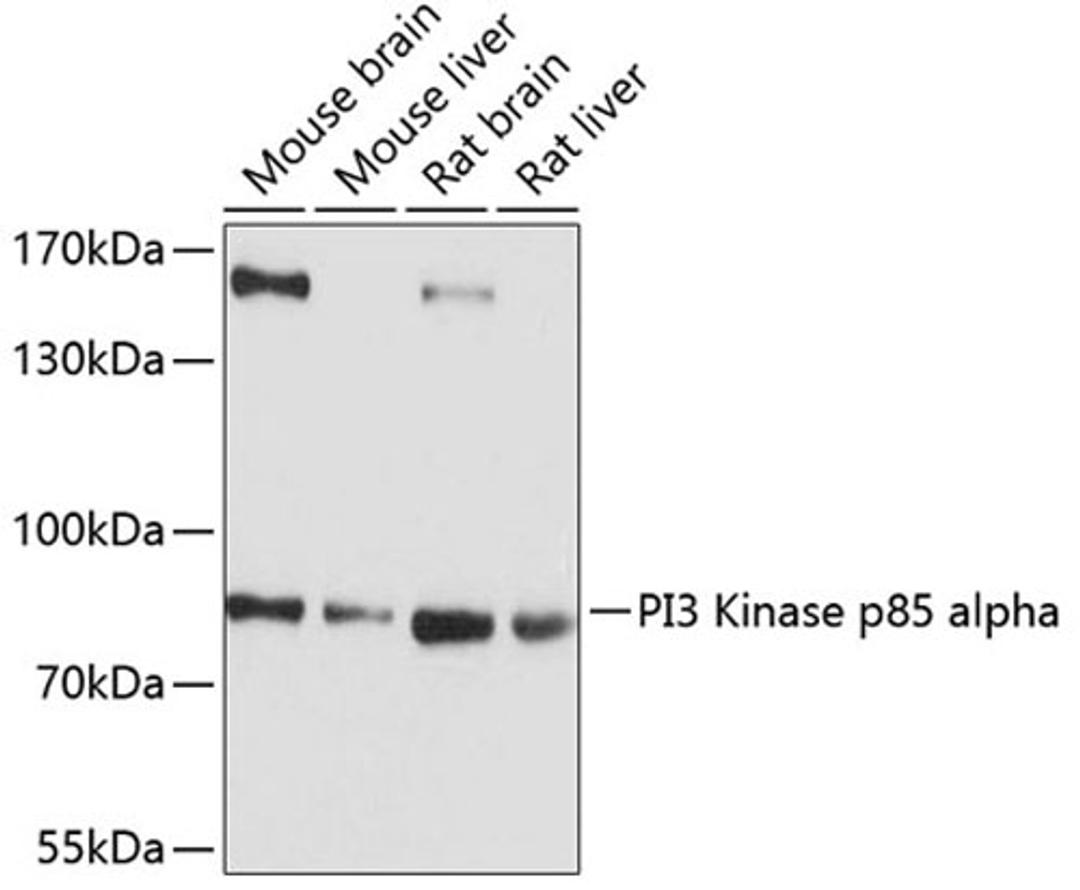 Western blot - PI3 Kinase p85 alpha antibody (A11402)