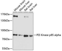 Western blot - PI3 Kinase p85 alpha antibody (A11402)