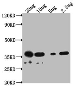 Western Blot. Positive WB detected in Recombinant protein. All lanes: DERP2 antibody at 1:2000. Secondary. Goat polyclonal to rabbit IgG at 1/50000 dilution. Predicted band size: 30.1 kDa. Observed band size: 38 kDa.