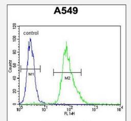 Flow Cytometry: MYBPHL Antibody [NBP2-30018] - Flow cytometric analysis of A549 cells (right histogram) compared to a negative control cell (left histogram).FITC-conjugated goat-anti-rabbit secondary antibodies were used for the analysis.