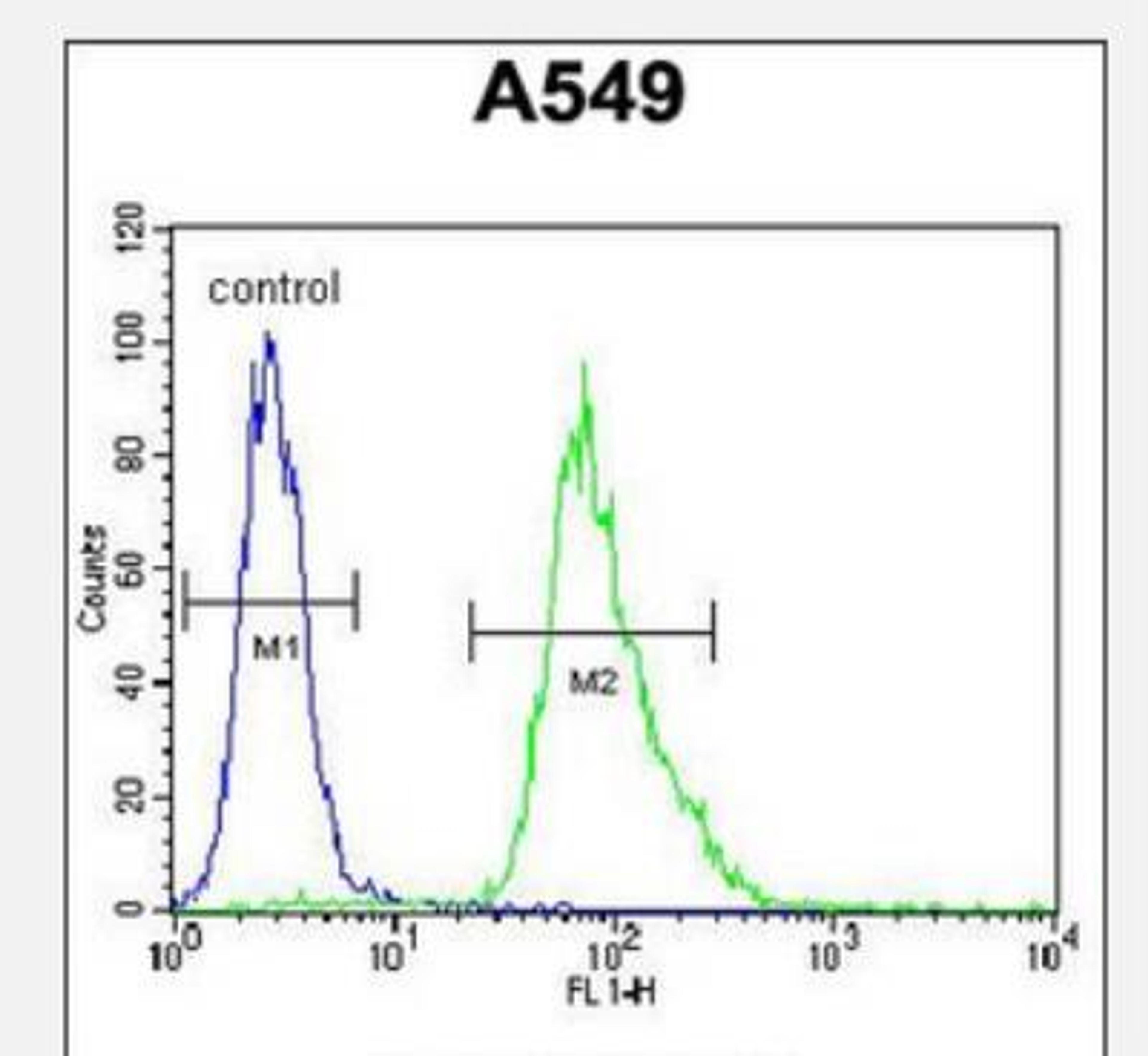 Flow Cytometry: MYBPHL Antibody [NBP2-30018] - Flow cytometric analysis of A549 cells (right histogram) compared to a negative control cell (left histogram).FITC-conjugated goat-anti-rabbit secondary antibodies were used for the analysis.