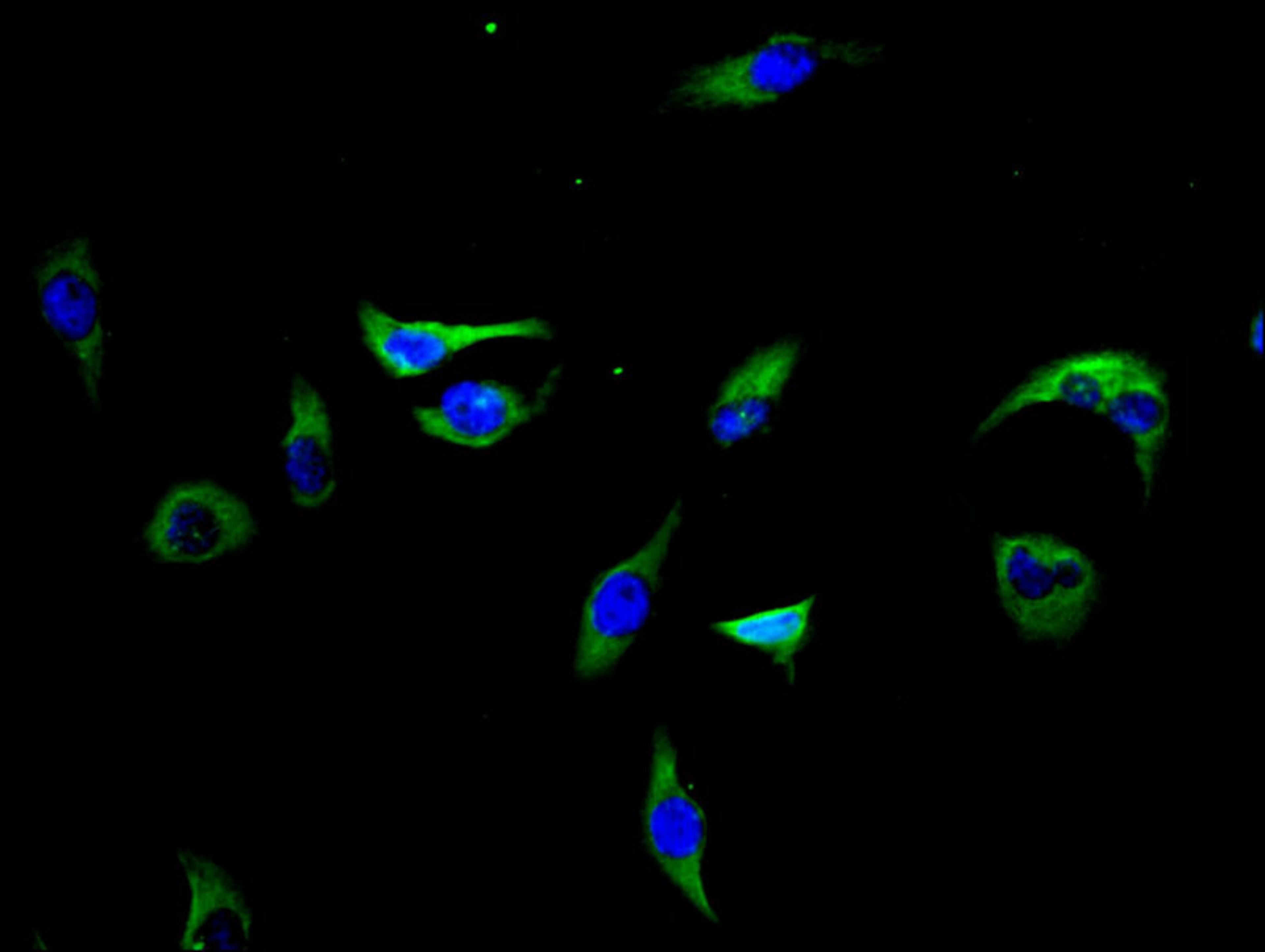 Immunofluorescence staining of Hela cells with CSB-PA012929LA01HU at 1:200, counter-stained with DAPI. The cells were fixed in 4% formaldehyde, permeabilized using 0.2% Triton X-100 and blocked in 10% normal Goat Serum. The cells were then incubated with the antibody overnight at 4&deg;C. The secondary antibody was Alexa Fluor 488-congugated AffiniPure Goat Anti-Rabbit IgG(H+L).