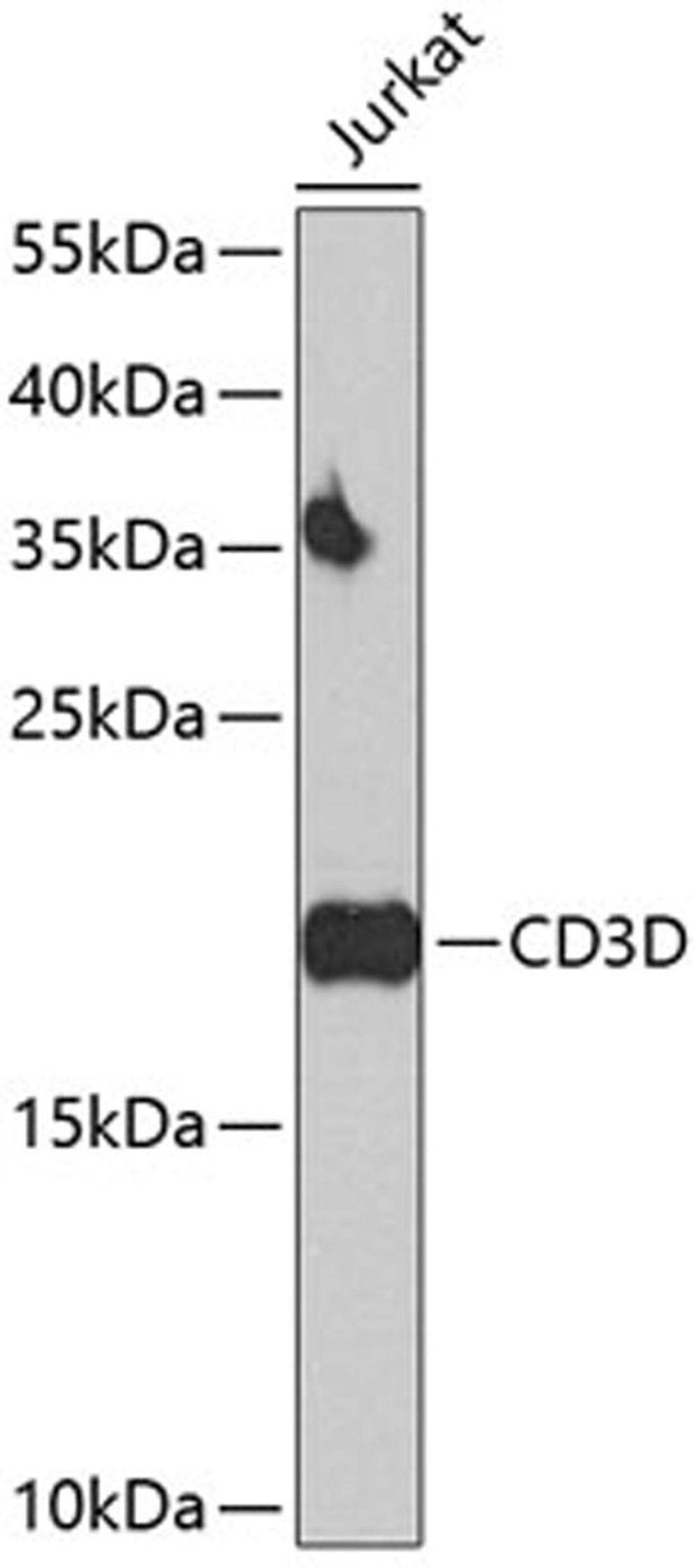 Western blot - CD3D antibody (A1238)