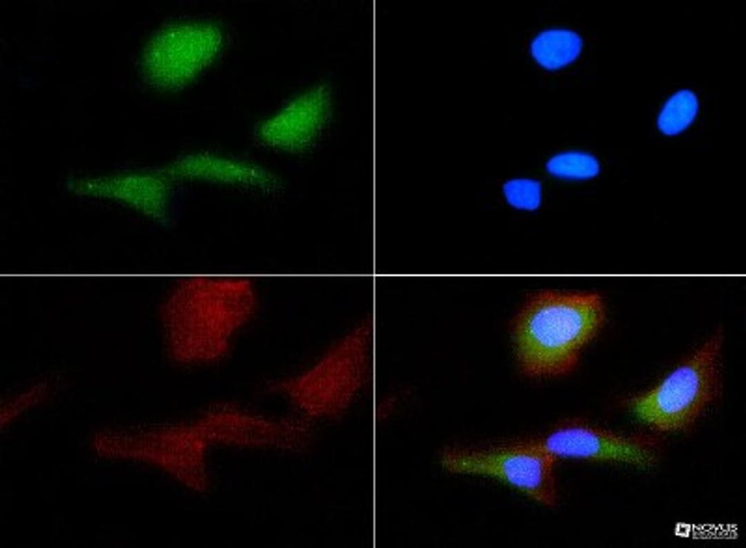 Immunocytochemistry/Immunofluorescence: Thrombin Receptor Antibody (N2-11) [NBP1-71770] - Thrombin Receptor antibody was tested in HeLa cells with FITC (green). Nuclei and actin were counterstained with Dapi (blue) and Phalloidin (red).