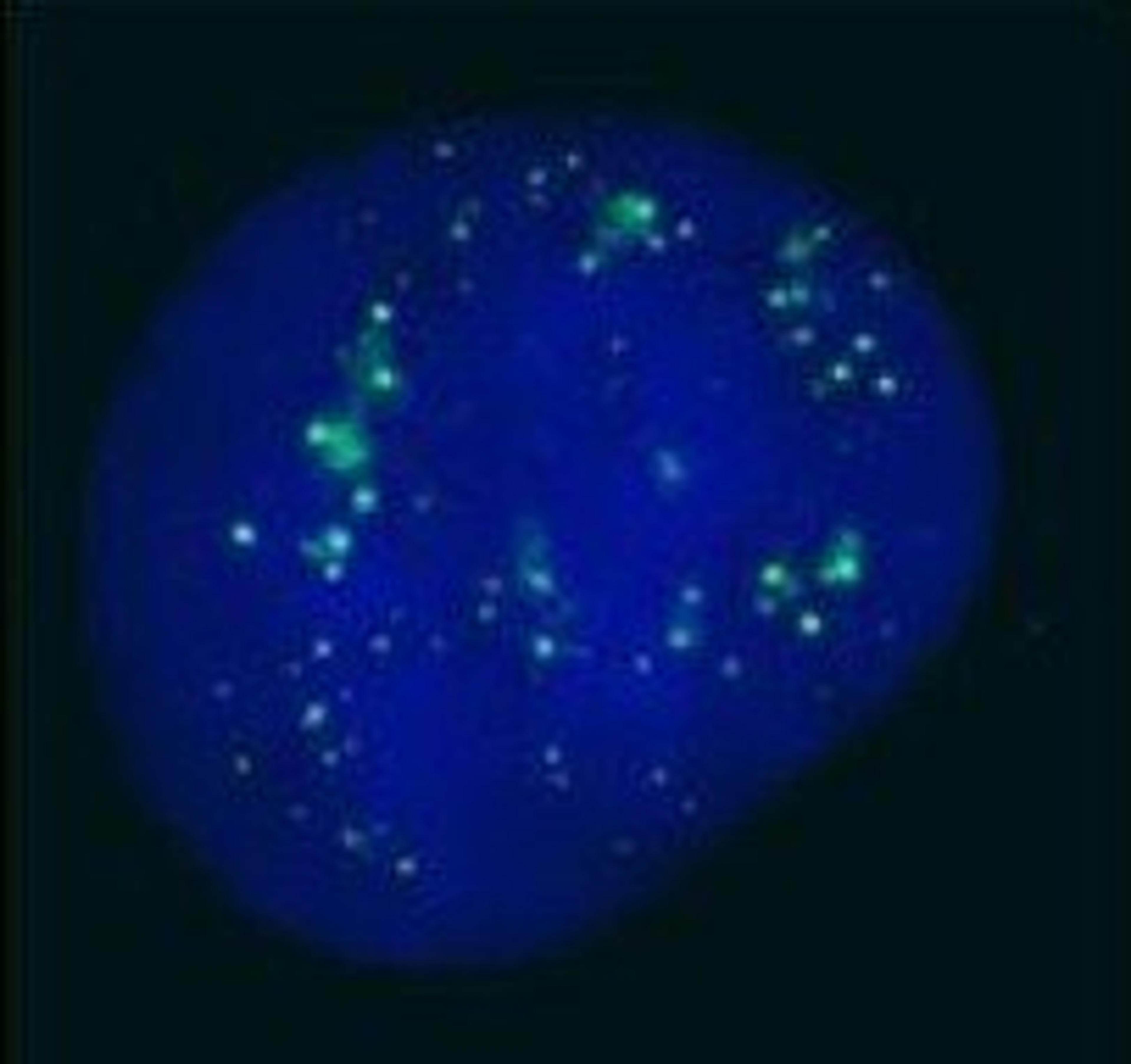 Immunofluorescence analysis of human cells (U2OS) using PC2 antibody