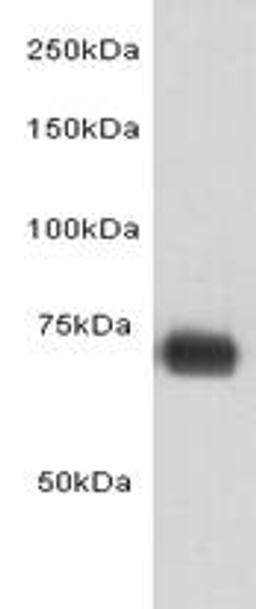 Western Blot analysis of human albumin using Human Serum Albumin monoclonal antibody