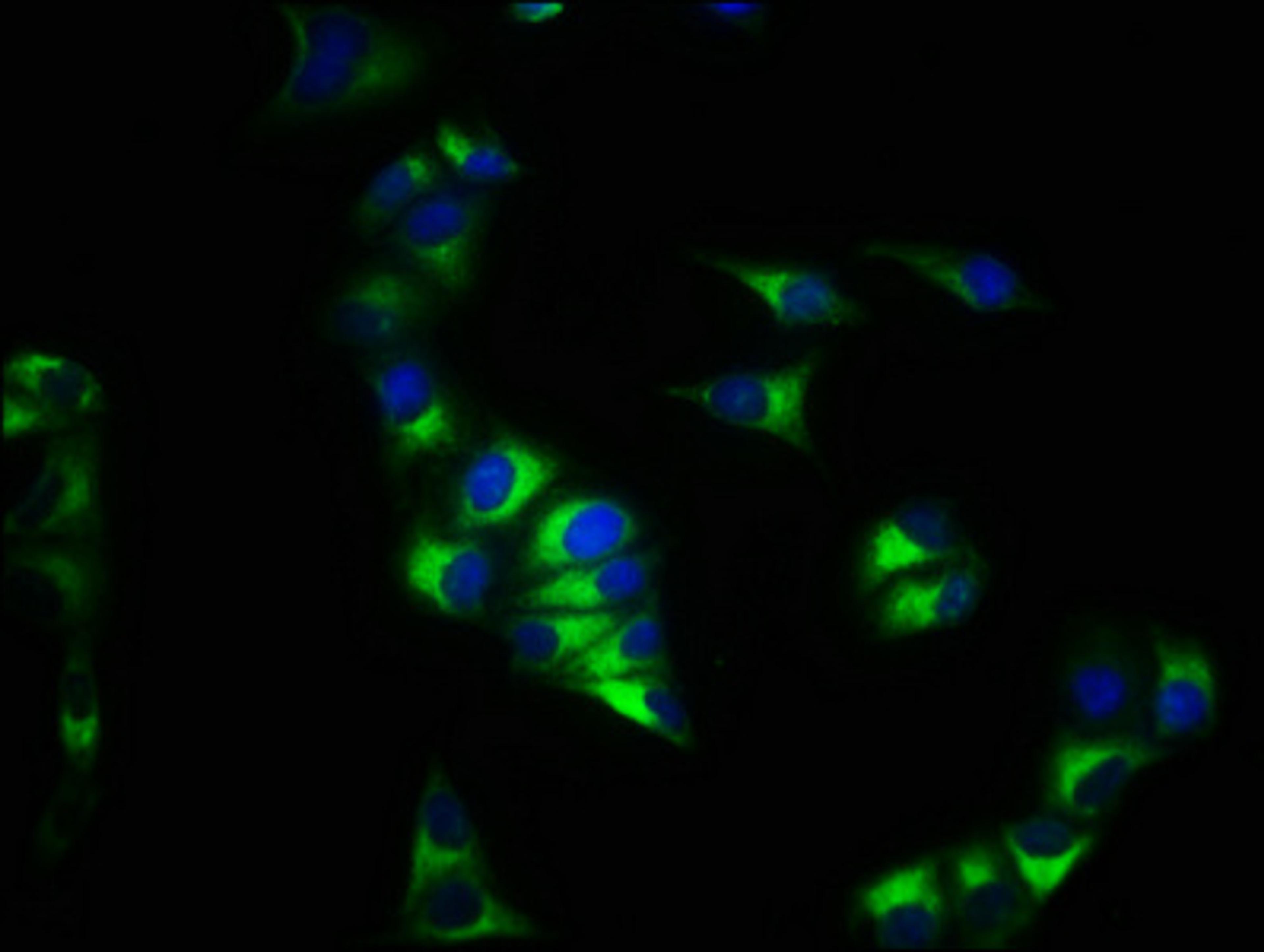 Immunofluorescence staining of Hela cells with CSB-PA006254YA01HU at 1:200, counter-stained with DAPI. The cells were fixed in 4% formaldehyde, permeabilized using 0.2% Triton X-100 and blocked in 10% normal Goat Serum. The cells were then incubated with the antibody overnight at 4&deg;C. The secondary antibody was Alexa Fluor 488-congugated AffiniPure Goat Anti-Rabbit IgG(H+L).