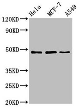 Western Blot. Positive WB detected in: Hela whole cell lysate, MCF-7 whole cell lysate, A549 whole cell lysate. All lanes: LCOR antibody at 4.6ug/ml. Secondary. Goat polyclonal to rabbit IgG at 1/50000 dilution. Predicted band size: 48, 45, 107 kDa. Observed band size: 48 kDa.