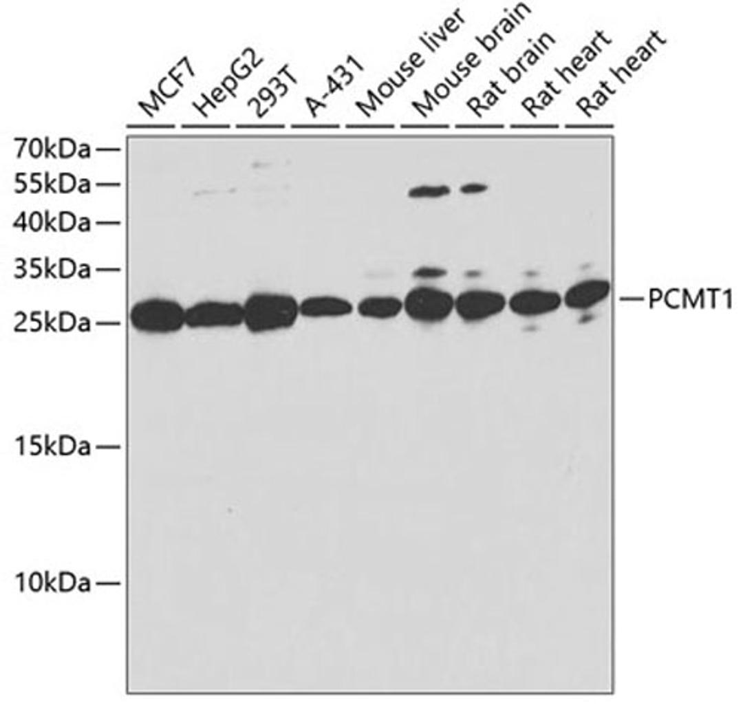 Western blot - PCMT1 antibody (A6684)