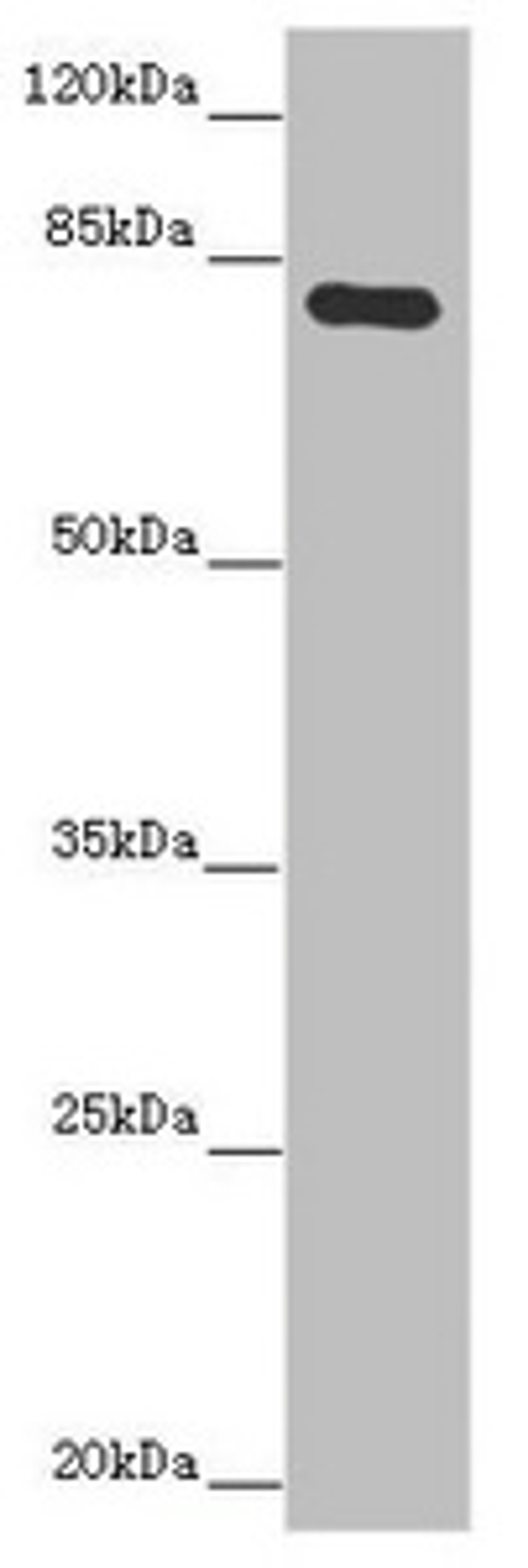 Western blot. All lanes: MOCS1 antibody at 5.09 ug/ml.  + Mouse heart tissue. Secondary. Goat polyclonal to rabbit IgG at 1/10000 dilution. Predicted band size: 71, 44, 41, 32, 69, 59 kDa. Observed band size: 71 kDa. 