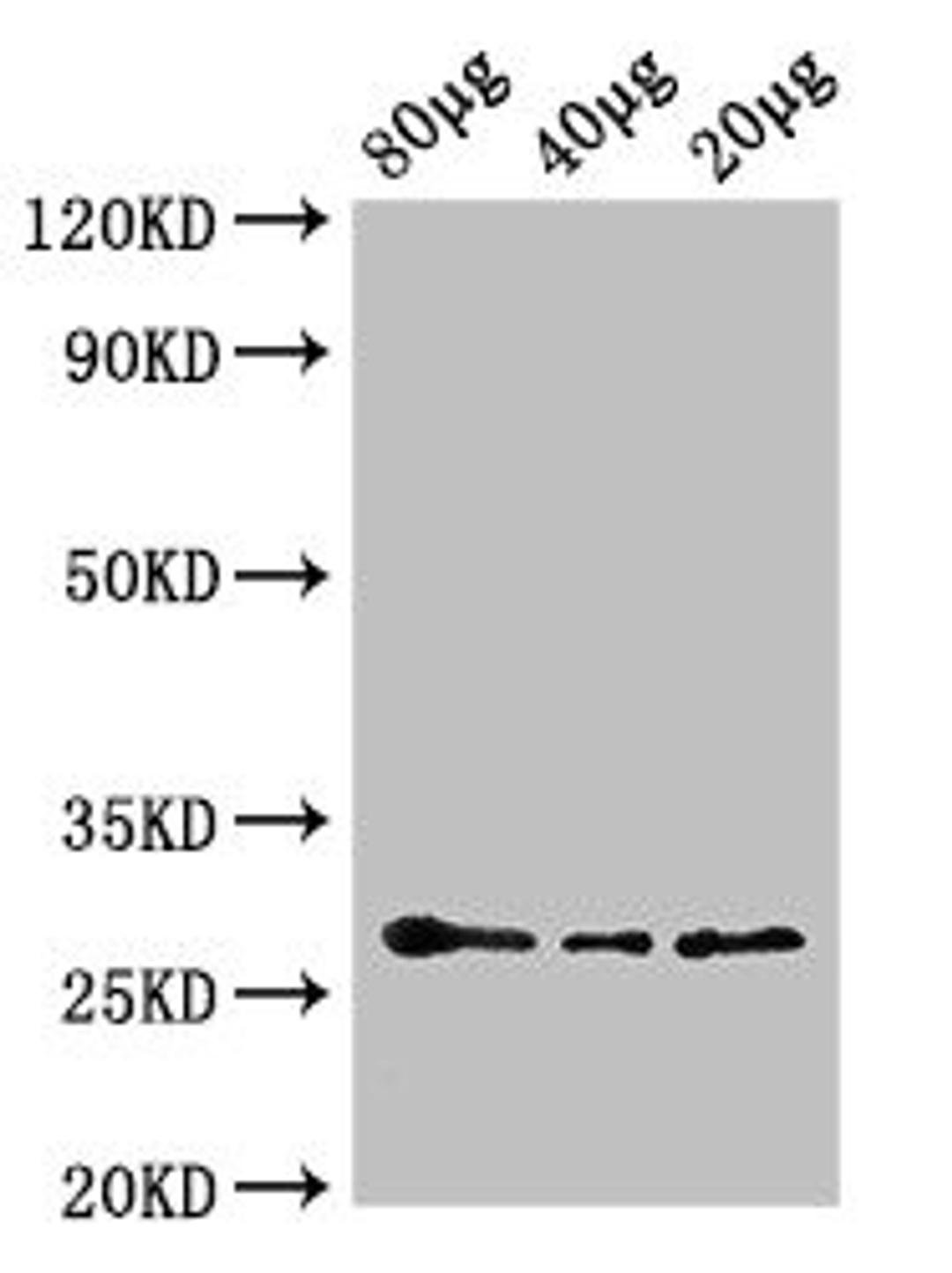 Western Blot. Positive WB detected in: Arabidopsis thaliana lysate at 80µg, 40µg, 20µg. All lanes: APX2 antibody; HRP conjugated at 0.6µg/ml. Predicted band size: 29 kDa. Observed band size: 29 kDa