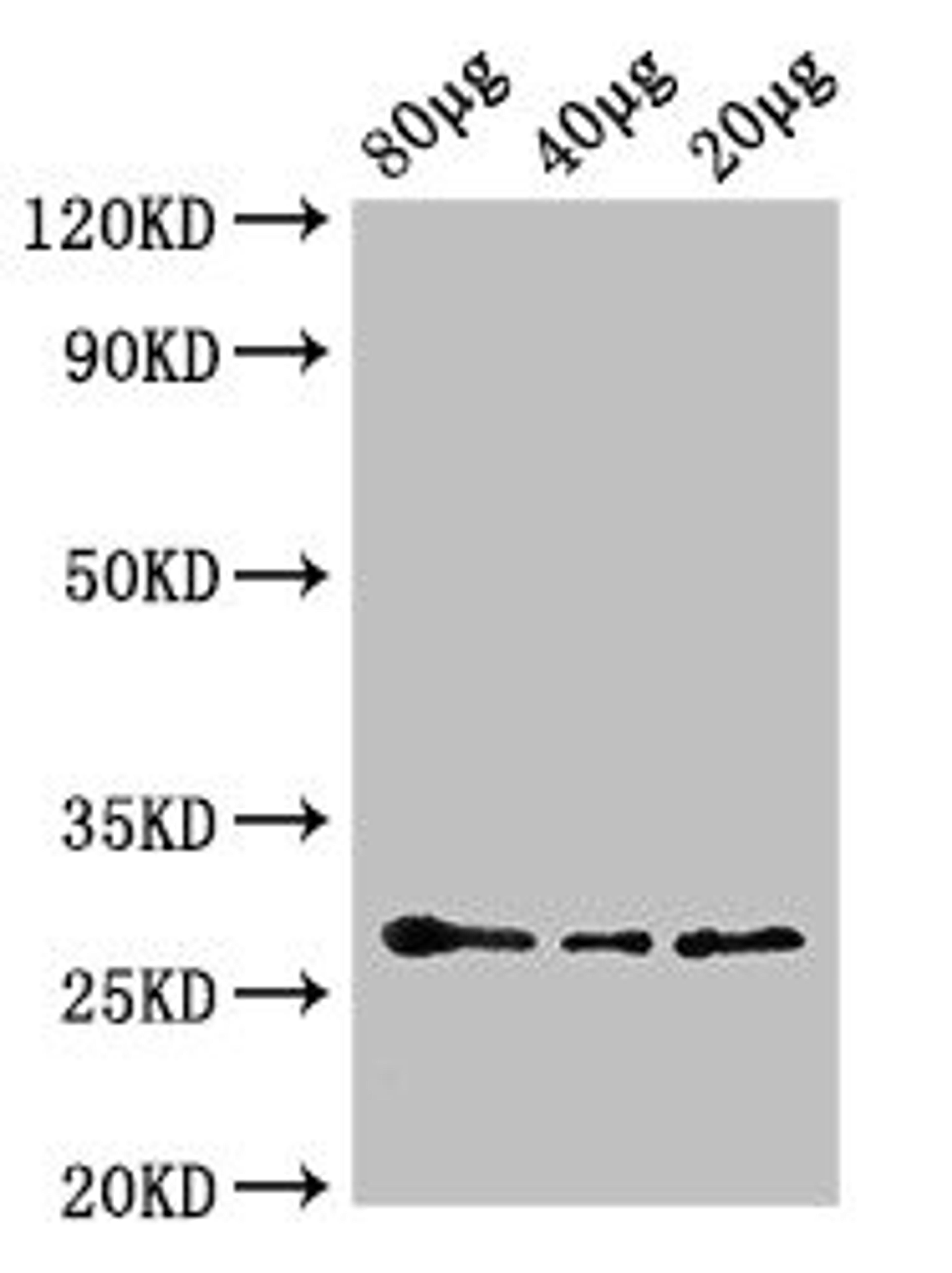 Western Blot. Positive WB detected in: Arabidopsis thaliana lysate at 80µg, 40µg, 20µg. All lanes: APX2 antibody; HRP conjugated at 0.6µg/ml. Predicted band size: 29 kDa. Observed band size: 29 kDa