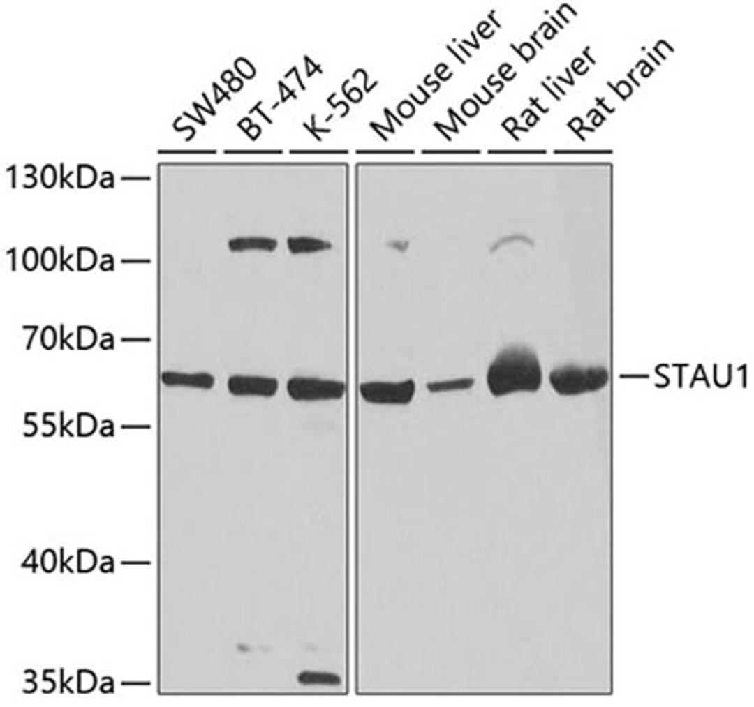 Western blot - STAU1 antibody (A4131)