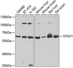 Western blot - STAU1 antibody (A4131)