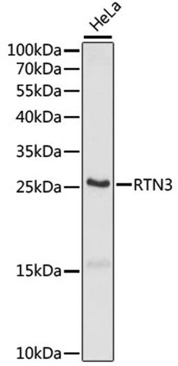 Western blot - RTN3 antibody (A15129)