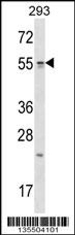 Western blot analysis in 293 cell line lysates (35ug/lane).