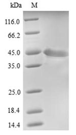(Tris-Glycine gel) Discontinuous SDS-PAGE (reduced) with 5% enrichment gel and 15% separation gel.