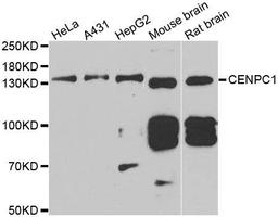 Western blot analysis of extracts of various cell lines using CENPC1 antibody