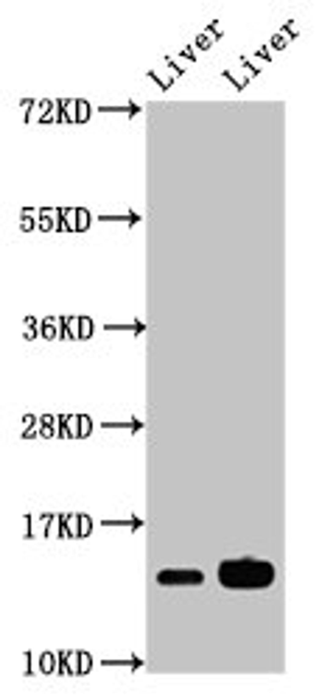Western Blot. Positive WB detected in: Mouse liver tissue, Rat liver tissue. All lanes: HIST1H2BB antibody at 2.8µg/ml. Secondary. Goat polyclonal to rabbit IgG at 1/50000 dilution. Predicted band size: 14 kDa. Observed band size: 14 kDa