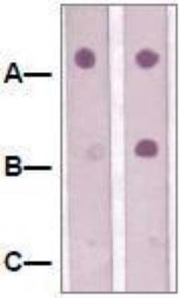 Dot Blot: JNK1 [p Thr183, p Tyr185] Antibody [NBP1-72242] - 1 mg peptide was blot onto NC membrane:   A: JNK1 [p Thr183, p Tyr185] / B: JNK (Non phosphospeicfic) / C: Non-related Phosphopeptide were blotted at a 1:2000 dilution by: 1: Rabbit anti-JNK1 [p Thr183, p Tyr185]