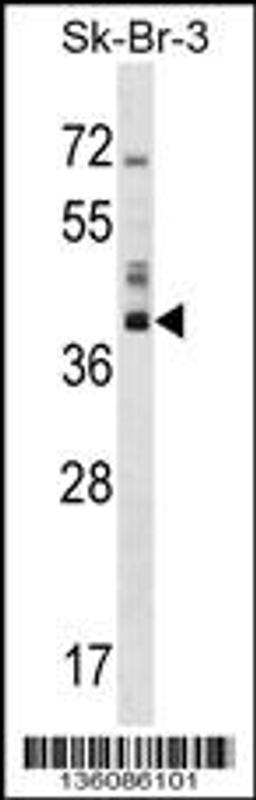 Western blot analysis in SK-BR-3 cell line lysates (35ug/lane).