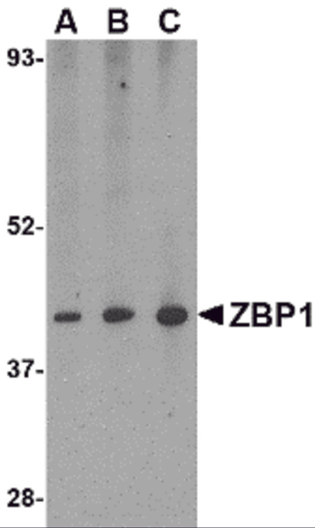 Western blot analysis of ZBP1 in mouse small intestine tissue lysate with ZBP1 antibody at (A) 0.5, (B) 1 and (C) 2 μg/mL.