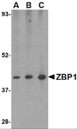 Western blot analysis of ZBP1 in mouse small intestine tissue lysate with ZBP1 antibody at (A) 0.5, (B) 1 and (C) 2 μg/mL.