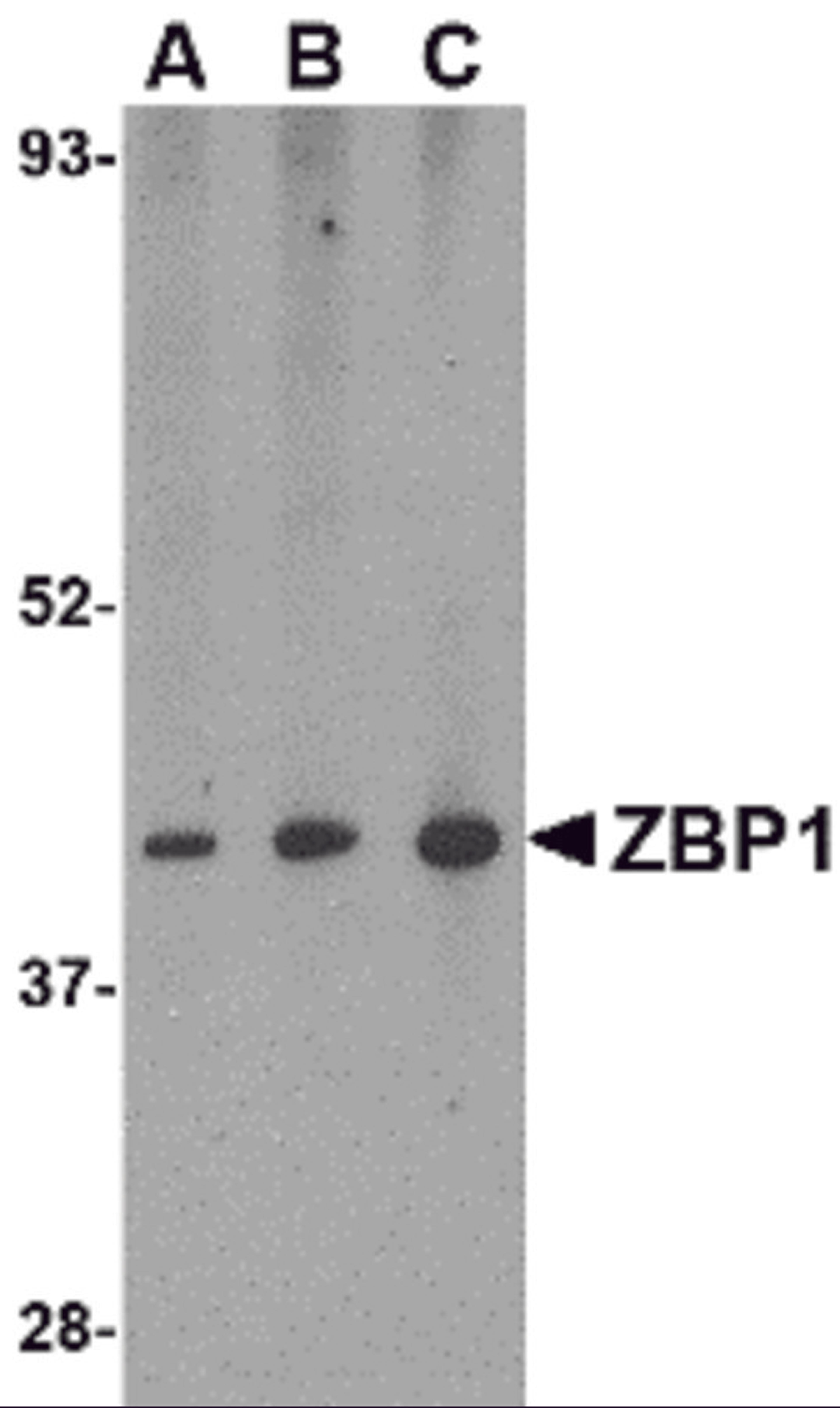 Western blot analysis of ZBP1 in mouse small intestine tissue lysate with ZBP1 antibody at (A) 0.5, (B) 1 and (C) 2 μg/mL.