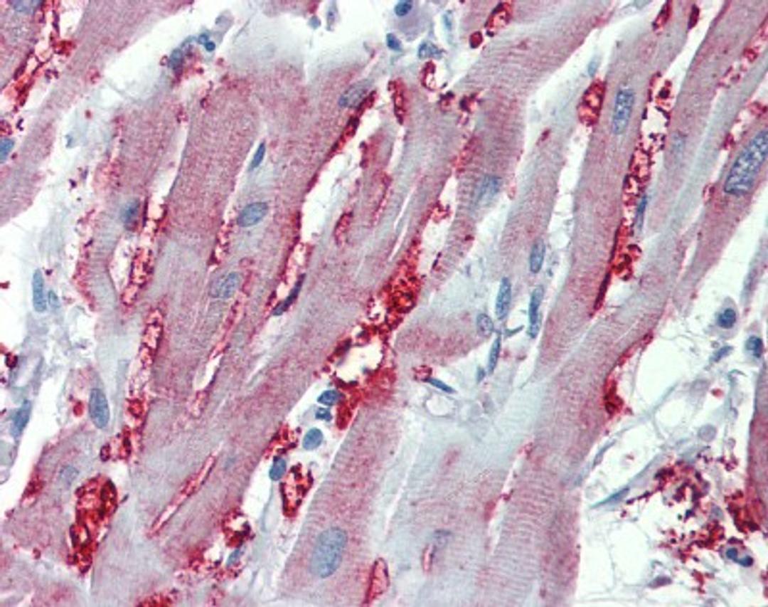 Immunohistochemistry-Paraffin: Alpha 1 Adrenergic Receptor Antibody [NB100-78585] - Paraffin-embedded Heart, using antibody 10 ug/ml.