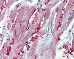 Immunohistochemistry-Paraffin: Alpha 1 Adrenergic Receptor Antibody [NB100-78585] - Paraffin-embedded Heart, using antibody 10 ug/ml.