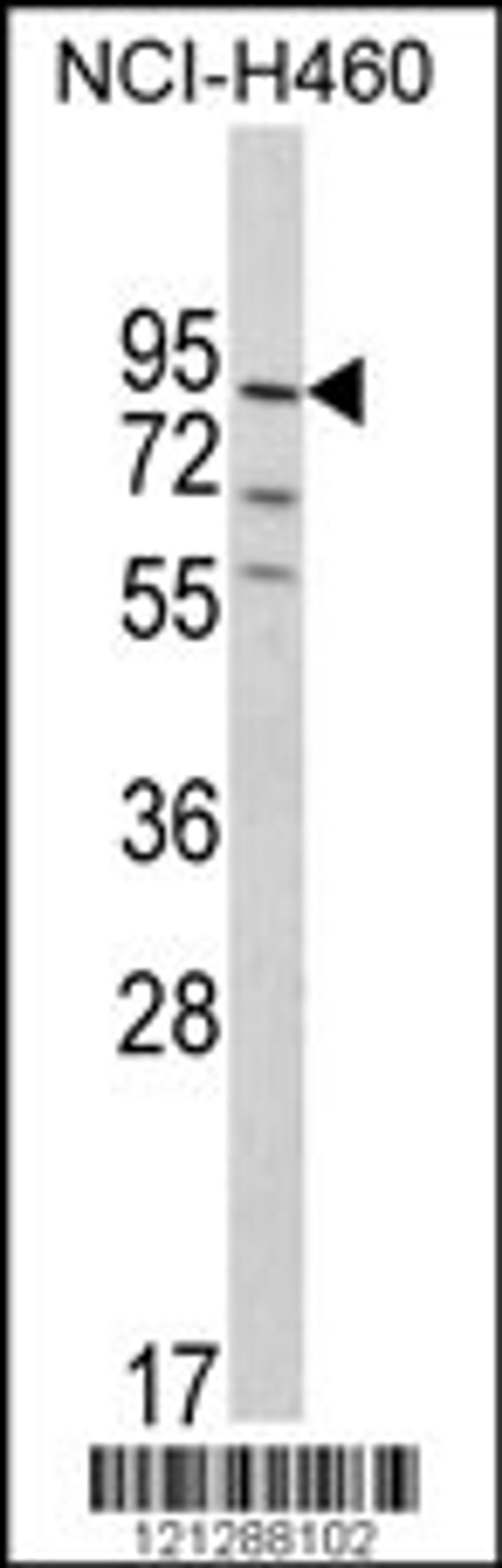 Western blot analysis of MyoGEF Antibody in NCI-H460 cell line lysates (35ug/lane)