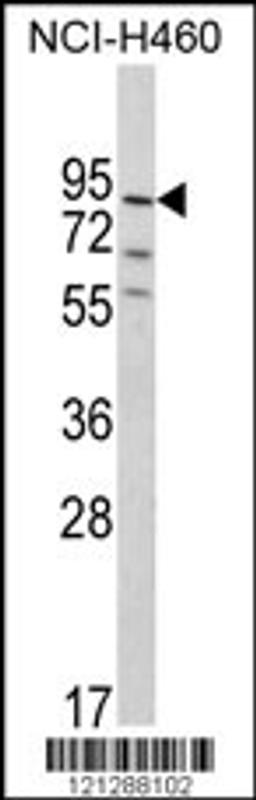 Western blot analysis of MyoGEF Antibody in NCI-H460 cell line lysates (35ug/lane)