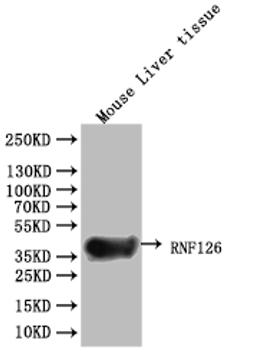 Western Blot. Positive WB detected in: Mouse brain tissue. All lanes: RNF126 antibody at 2.7ug/ml. Secondary. Goat polyclonal to rabbit IgG at 1/50000 dilution. Predicted band size: 36, 34 kDa. Observed band size: 36 kDa. 