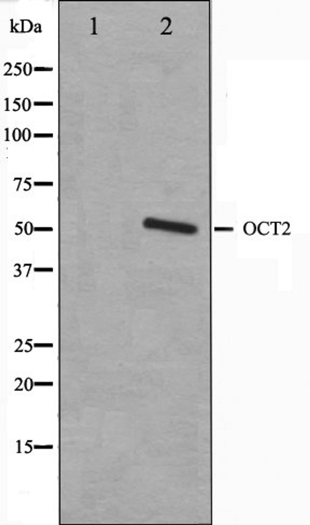 Western blot analysis of COS7 cell lysate using 42279 antibody