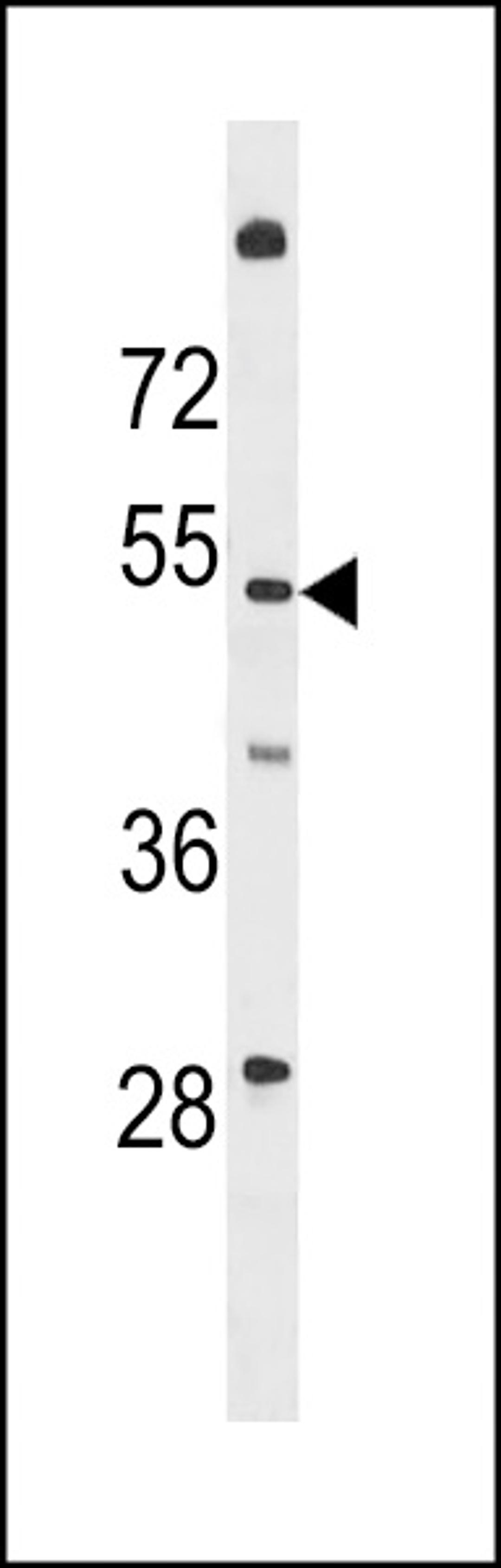 Western blot analysis in HL-60 cell line lysates (35ug/lane).