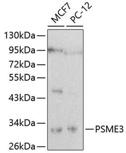 Western blot - PSME3 antibody (A0271)