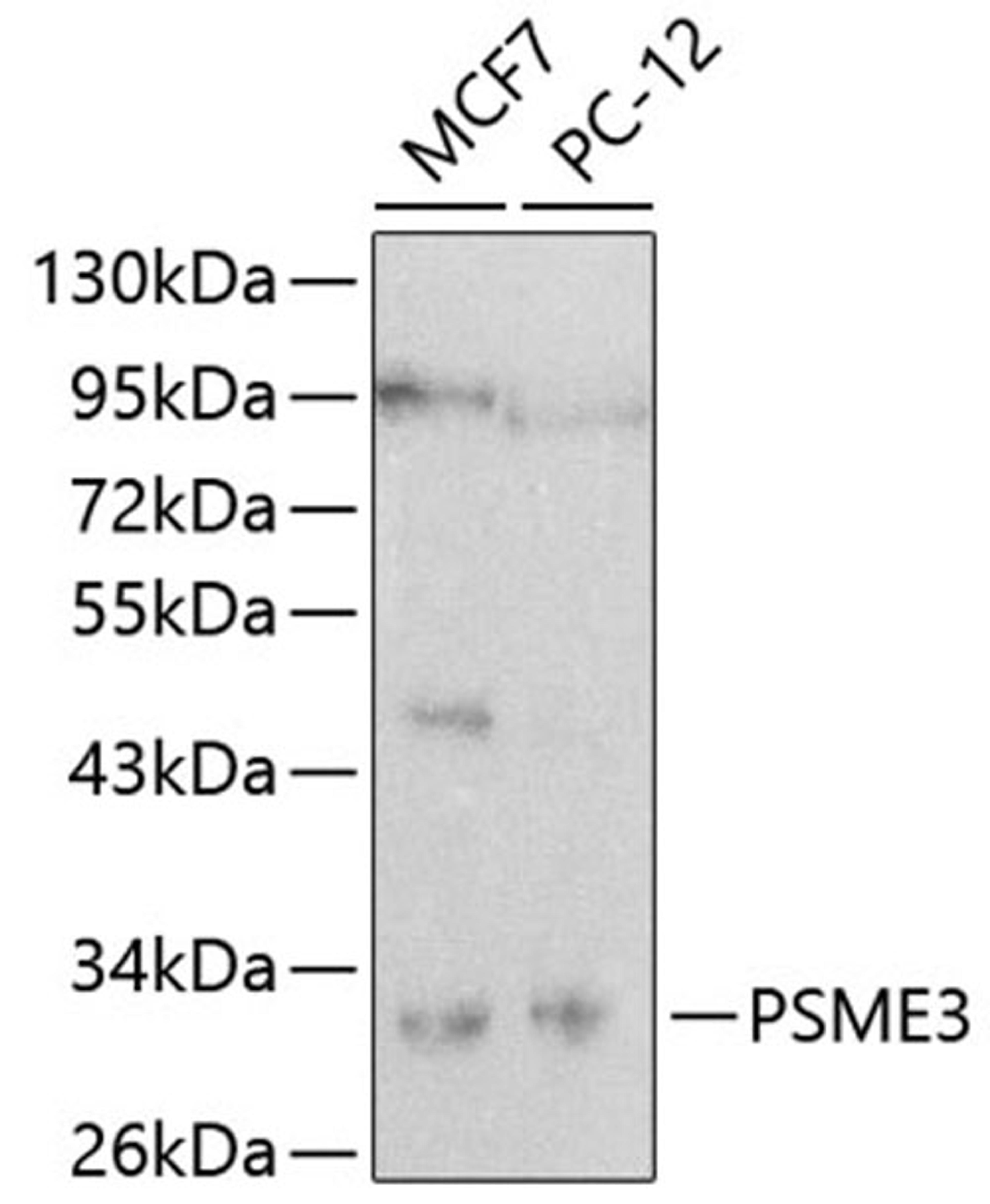 Western blot - PSME3 antibody (A0271)