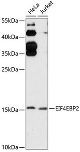 Western blot - EIF4EBP2 antibody (A13691)