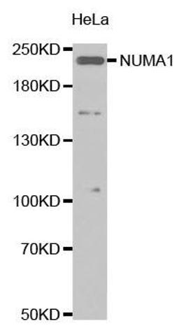 Western blot analysis of extracts of HeLa cell tissue using NuMA antibody