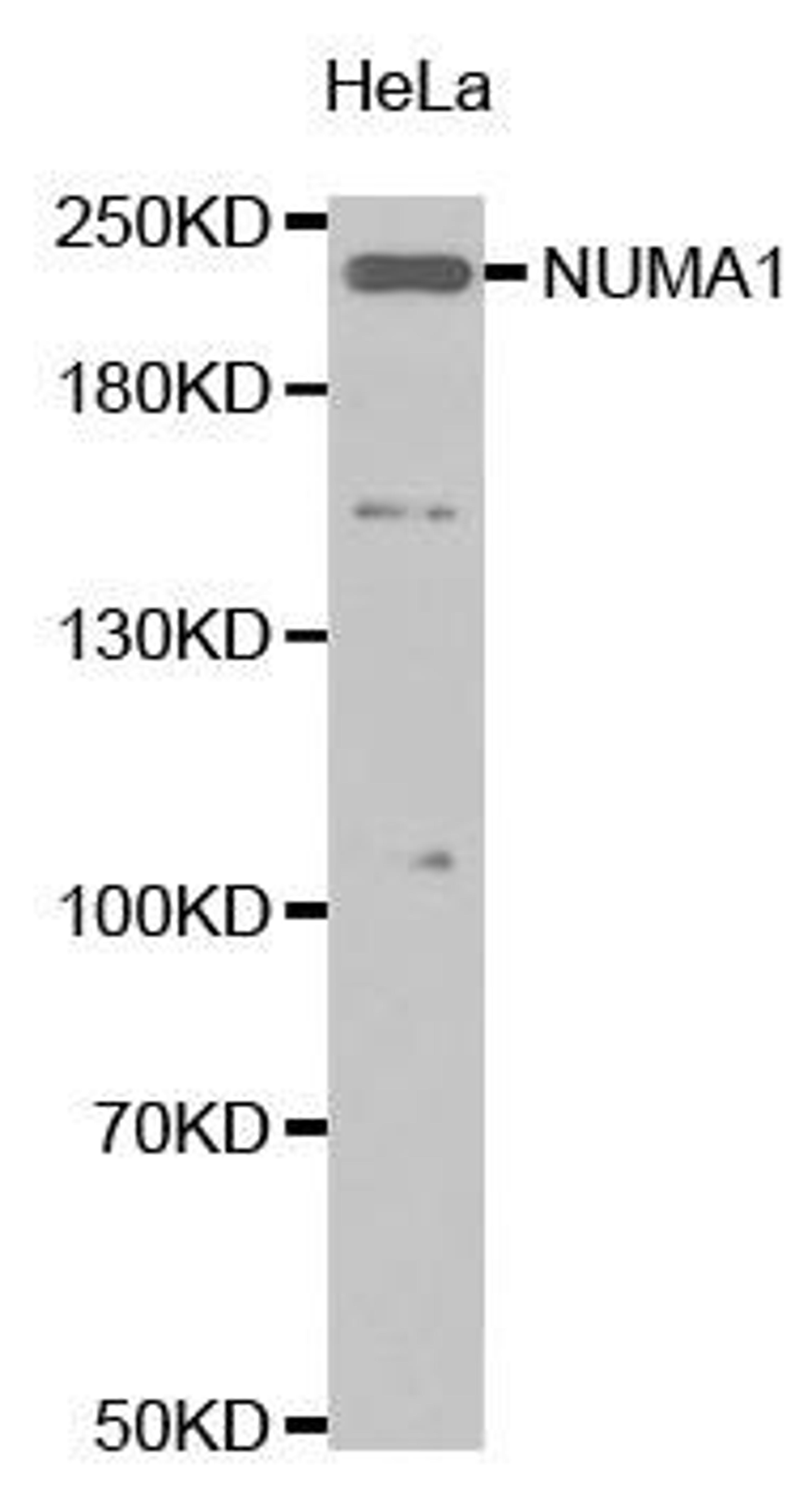 Western blot analysis of extracts of HeLa cell tissue using NuMA antibody